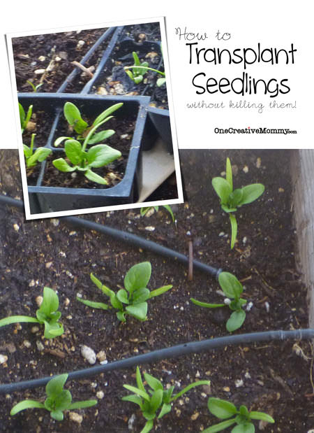 How-to-Transplant-Seedlings-from-OneCreativeMommy