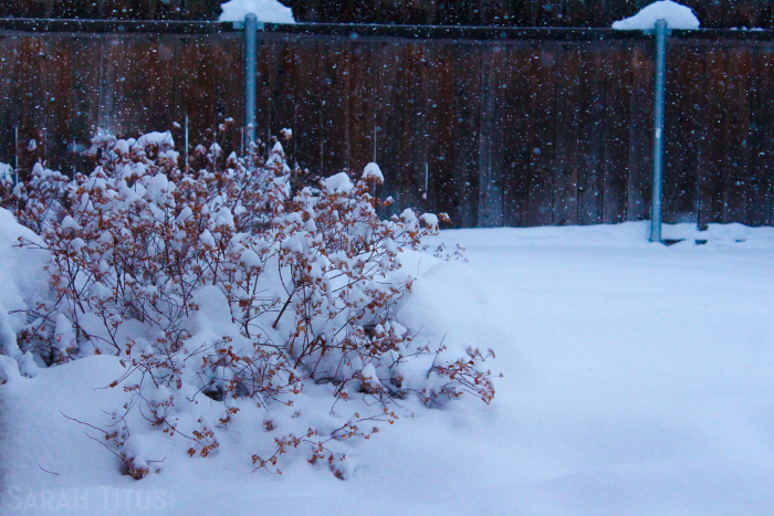 Snowy backyard scene