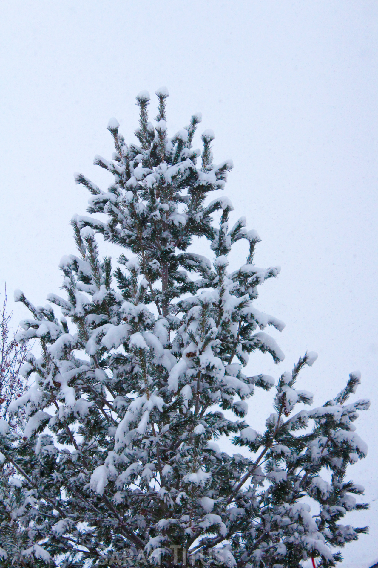Pine tree covered with lots of beautiful snow