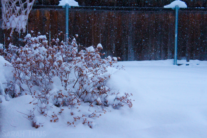 Snowy backyard scene