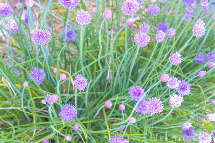 DIY Essential Oil Gardener's Soap