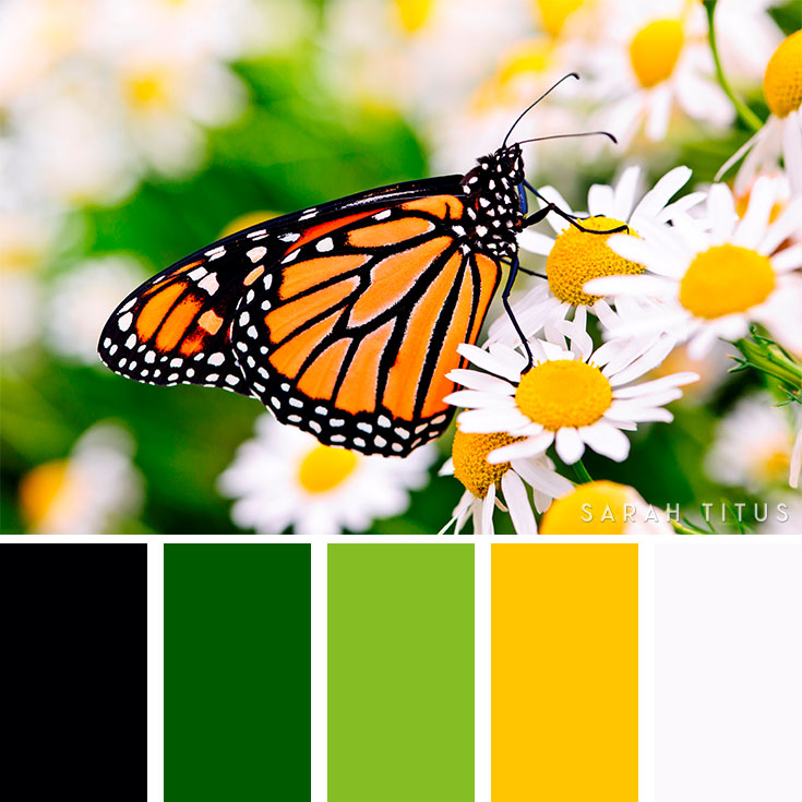 Do you need to plan a party, buy a new wardrobe, redesign your blog, or decorate your home for the summer season? These super cool 25 Summer Color Palettes are all so beautiful and astonishing, I hope you get tons of ideas and inspiration for all your plans during this season!