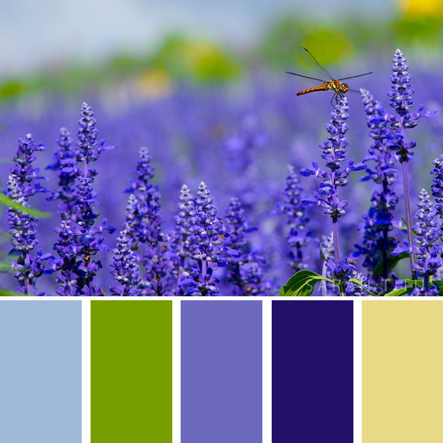 Beautiful Color Palette of purple flowers on a prairie. 