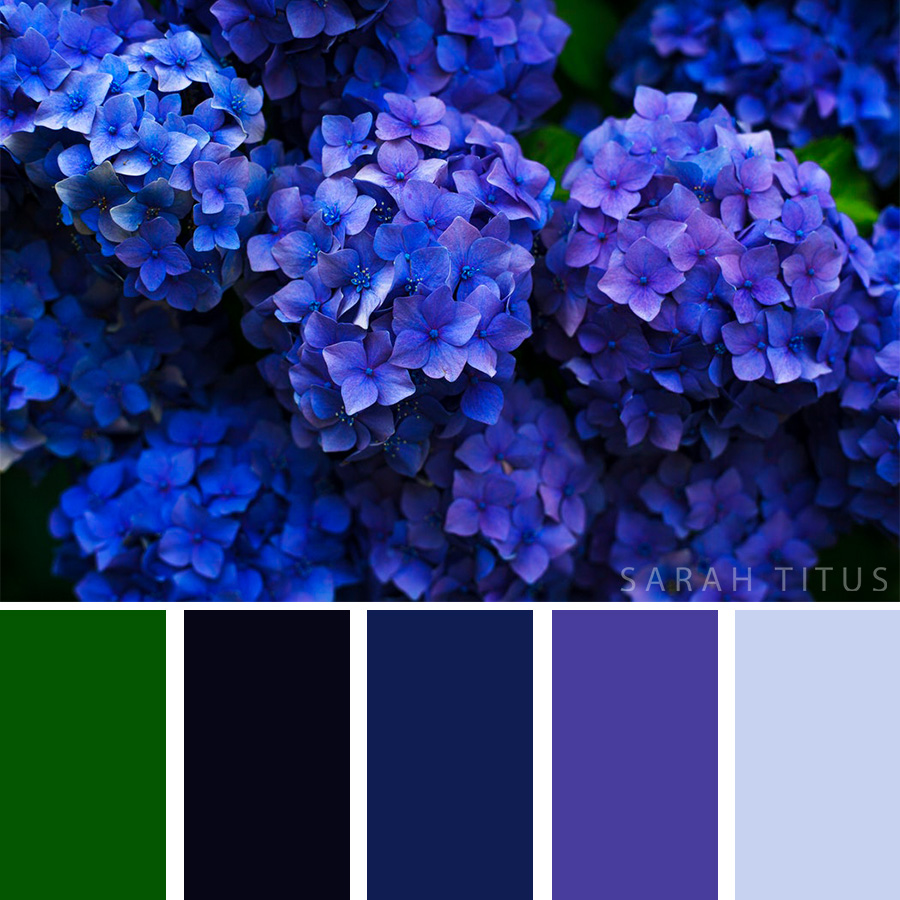 Beautiful Color Palette of deep blue and purple flowers