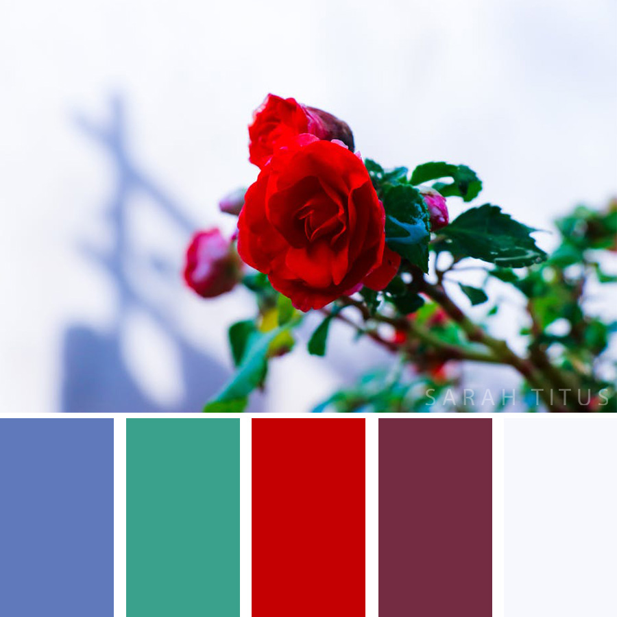 Beautiful color palette of red roses