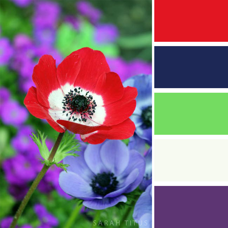 Gorgeous Red and purple flowers Color Palette