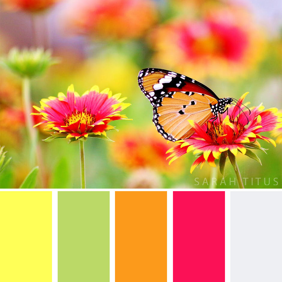 Red and yellow flowers with a beautiful butterfly Color Palette
