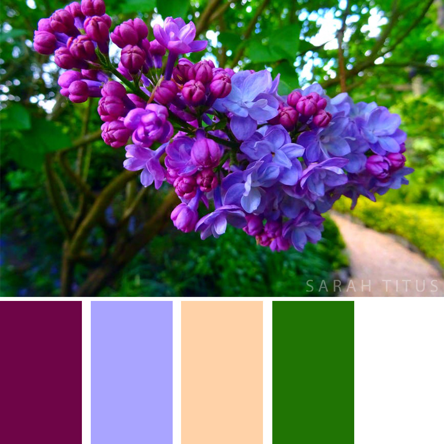 Purple flower hanging from a tree - Color Palette