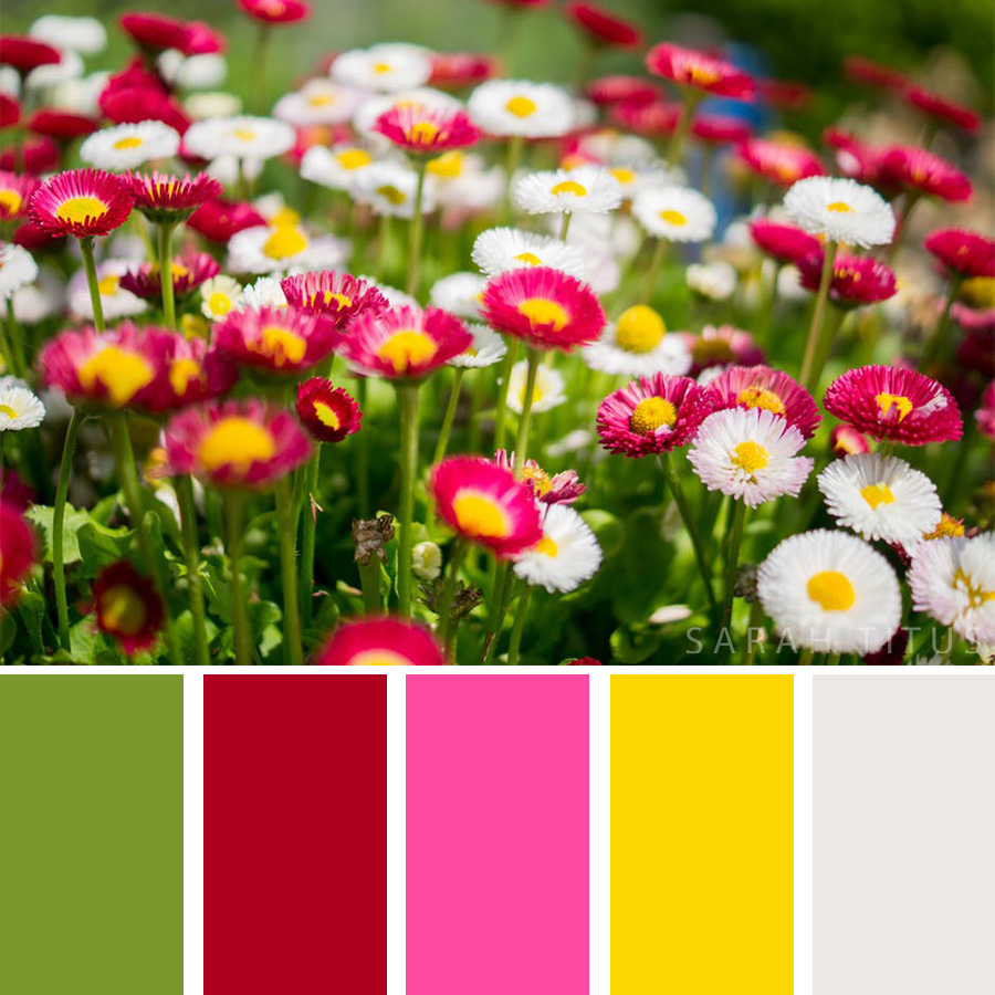 Beautiful Color Palette of white and pink flowers on a prairie. 