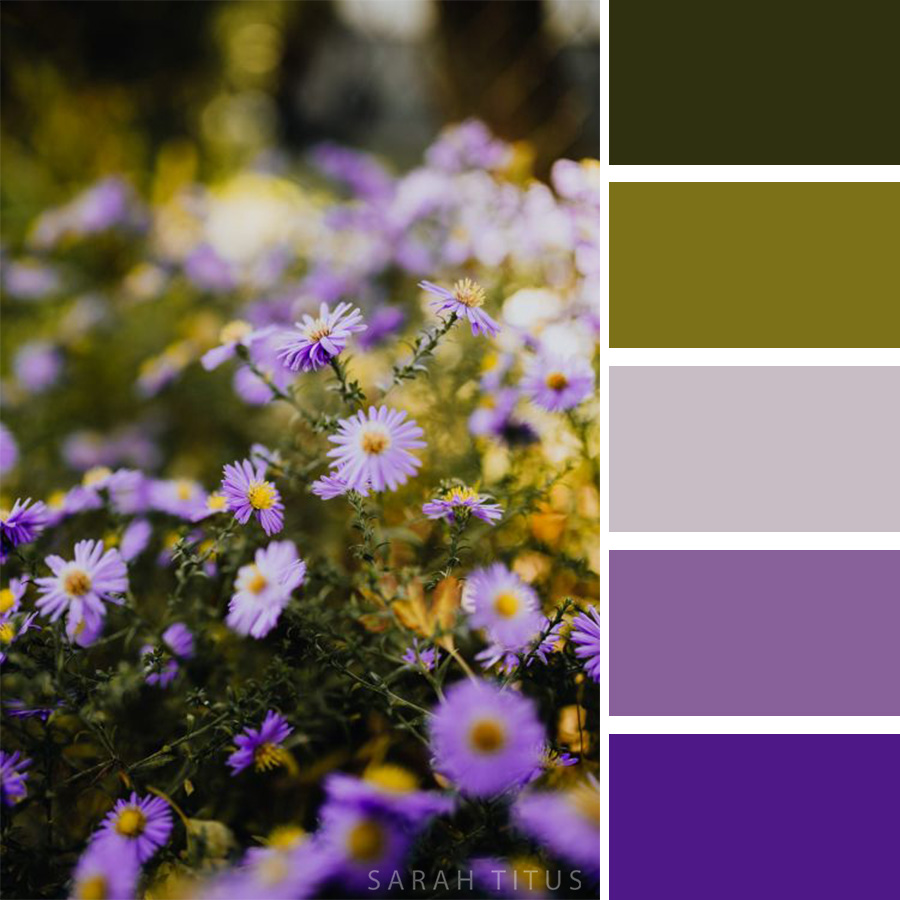 Beautiful Color Palette of purple flowers on a prairie. 