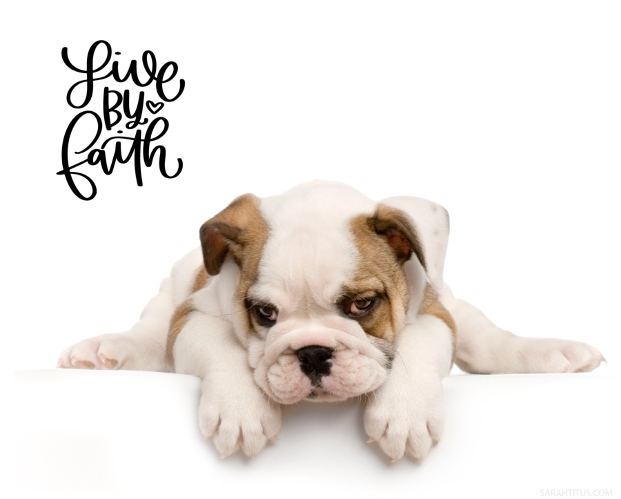 Puppy Dog Live By Faith Wallpaper-Laptop