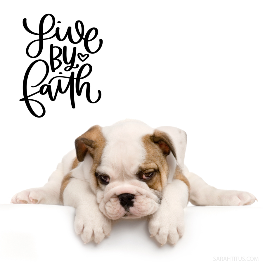 Puppy Dog Live By Faith Wallpaper-Instagram